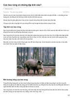 tài liệu kỹ thuật nuôi heo rừng tập tính heo rừng 