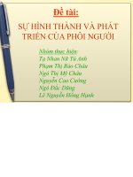 Tiểu luận sự hình thành và phát triển của phôi người 
