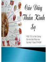 BÀI GIẢNG các dây thần kinh sọ 
