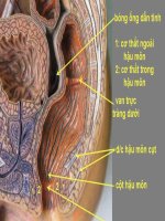 Hình ảnh giải phẫu các cơ quan liệu dục