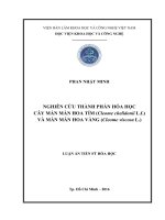 Nghiên cứu thành phần hóa học cây màn màn hoa tím (Cleome chelidonii L.f.) và màn màn hoa vàng (Cleome vicosa L.)