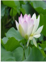 bài giảng sinh lý máu 