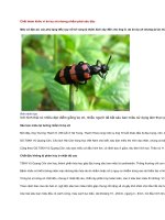 Chết thảm khốc vì ăn bọ xít nhưng nhầm phải sâu độc 