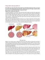 Phòng và điều trị bệnh gan nhiễm mỡ 