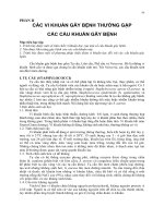 Các Vi Khuẩn Gây Bệnh Thường Gặp Các Cầu Khuẩn Gây Bệnh Phần 2