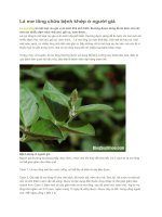 Lá mơ lông chữa bệnh khớp ở người già 