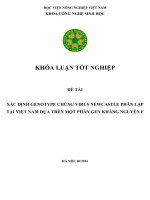 XÁC ĐỊNH GENOTYPE CHỦNG VIRUS NEWCASTLE PHÂN LẬP TẠI VIỆT NAM DỰA TRÊN MỘT PHẦN GEN KHÁNG NGUYÊN F
