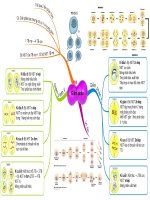 Mindmap trực quan về quá trình giảm phân