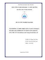 Tách dòng và biểu hiện gen CNAZU8 (P2SEQ12) mã hóa bacteriocin có tiềm năng kháng ung thư từ clostridium nexile trong escherichia coli 