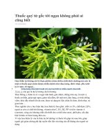 Thuốc quý từ gốc tới ngọn không phải ai cũng biết 