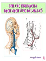 Gph. Các Tĩnh Mạch & Bạch Mạch Vùng Đầu-Mặt-Cổ