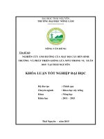 Nghiên cứu ảnh hưởng của mật độ cấy đến sinh trưởng và phát triển của giống lúa NPT3 vụ xuân 2015 tại thái nguyên
