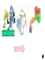 Nguyen Thi Minh Thu - overview of these amorphogenesis inducing agent and their interactions with cellulose