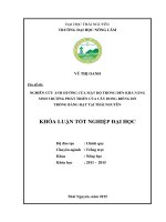 Nghiên cứu ảnh hưởng của mật độ trồng đến khả năng sinh trưởng phát triển của cây dong riềng đỏ trồng bằng hạt tại Thái Nguyên.
