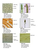 Thực tập phân loại thực vật