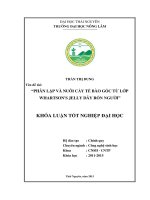 phân lập và nuôi cấy tế bào gốc từ lớp whartsons jelly dây rốn người