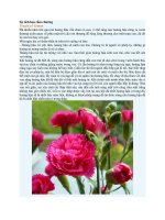 Truyện kể mầm non sự tích hoa cẩm chướng 