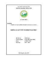 Nghiên cứu quy trình chế biến nước quả cà chua.