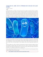 VI KHUẨN có lợi ăn CHẤT xơ TRONG KHI VI KHUẨN có hại ăn ĐƯỜNG 