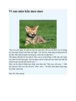 Truyện kể mầm non vì sao mèo kêu meo meo 