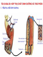 Bài giảng sinh học 8 hấp thụ dinh dưỡng và thải phân (3) 