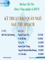 BÁO CÁO KỸ THUẬT BẢO QUẢN NGÔ SAU THU HOẠCH