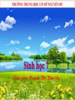 Nhen va su da dang cua lop hinh nhen_2 (1)