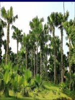 giáo án địa lý bài - trung du bắc bộ