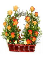 bài 40 hạt trần cây thông 