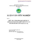 Điều tra tình hình dịch bệnh và khảo sát đáp ứng miễn dịch của cá rô phi đỏ đối với Streptococcus sp