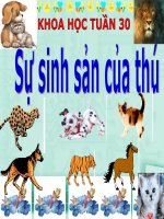 Khoa học tuần 30 Sự sinh sản của thú