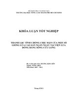 Thanh lọc tính chống chịu mặn của một số giống lúa cao sản ngắn ngày tại viện lúa đồng bằng sông Cửu Long