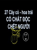 27 cây quả có chất độc ở  VN powerpoint presentation (3) 