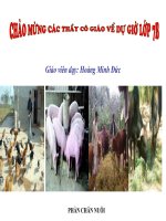 Bài 38  vai trò của thức ăn đối với vật nuôi 