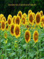 Quan hệ quốc tế trong và sau thời kì chiến tranh lạnh 