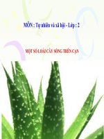 Môn tự nhiên và xã hội lớp 2 một số loài cây sống trên cạn 