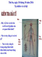 Hoạt động thần kinh TNXH lớp 3 số 4 