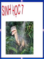 Bài 1  thế giới động vật đa dạng, phong phú1 