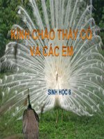 Bài 48  đa dạng của lớp thú bộ thú huyệt, bộ thú túi 