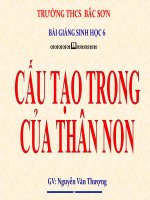 Cấu tạo trong thân non thượng  sinh học 6 