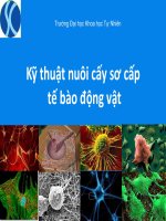 Kỹ Thuật Nuôi Cấy Sơ Cấp Tế Bào Động Vật