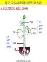 cấu tạo và chức năng của hoa 