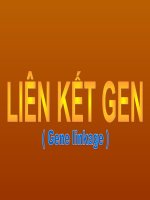 Bài 11  liên kết gen và hoán vị gen 