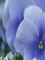 Bài 6  xây dựng tình bạn trong sáng, lành mạnh1 