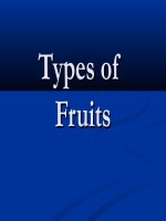 Types of fruits 