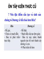 Bai 40 hạt trần cây thông  sinh 6 