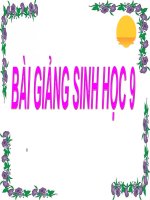 Bài 28  phương pháp nghiên cứu di truyền người 