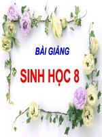 Bài 24  tiêu hóa và các cơ quan tiêu hóa 