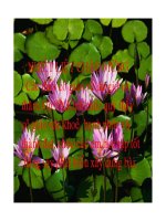 Bài giảng sinh học 9 tham khảo ôn tập học kì i (8) 