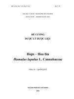 Khảo sát thành phần hóa học và tác dụng dược lý Hops
